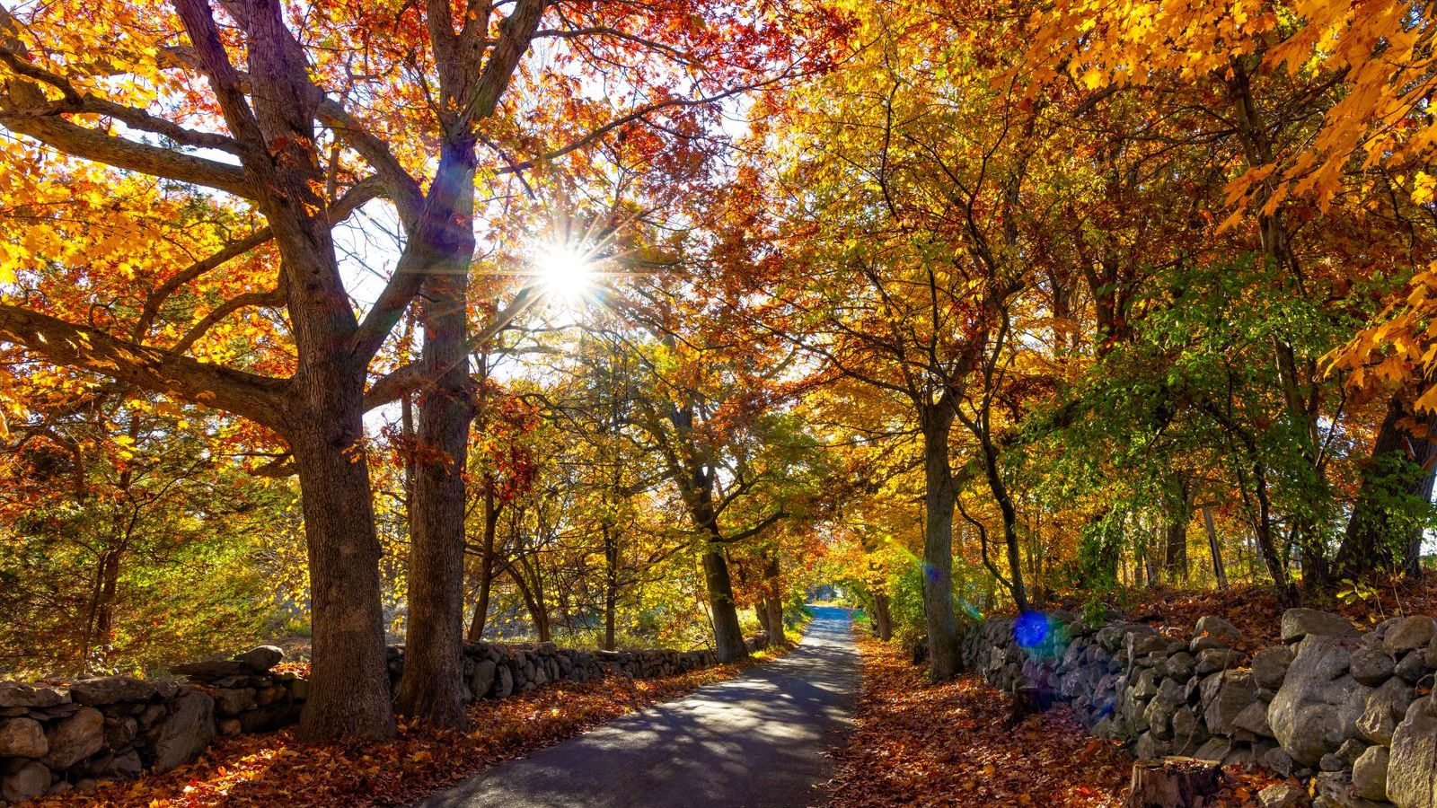 Autumn wooded lane with a New England stone wall, representative of North Stamford, CT