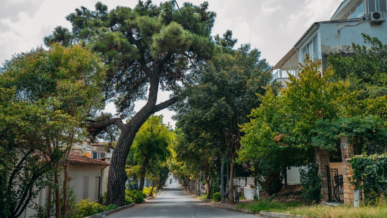 Tree-lined New England residential street, representative of Turn of River, Stamford CT